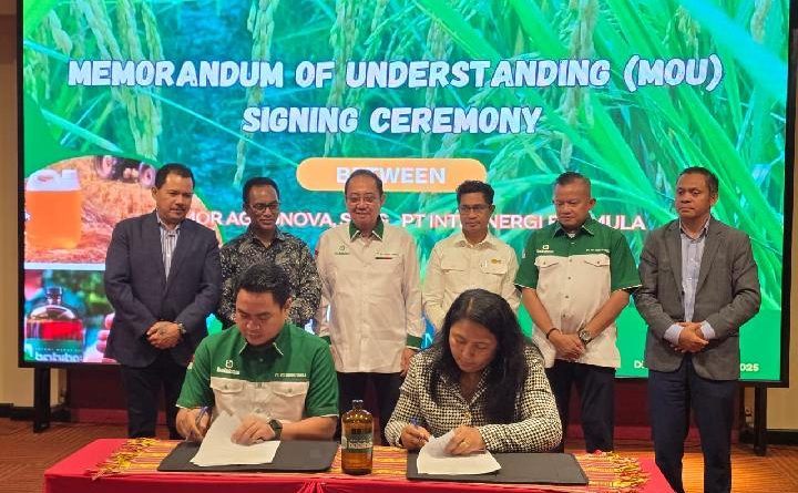 Bobibos di Timor Leste Siap 75 Persen