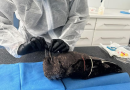 Terdapat Kasus Flu Burung di Australia, Tersangka Lainnya Sedang Diselidiki