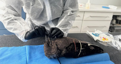 Terdapat Kasus Flu Burung di Australia, Tersangka Lainnya Sedang Diselidiki