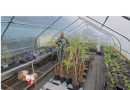 Populer di Indonesia, Daun Kelor Dilarang Dikonsumsi di Australia Populer di Indonesia, Daun Kelor Dilarang Dikonsumsi di Australia