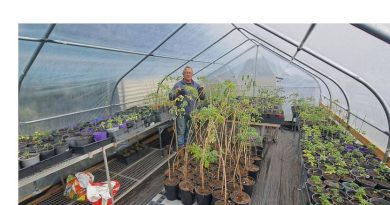 Populer di Indonesia, Daun Kelor Dilarang Dikonsumsi di Australia Populer di Indonesia, Daun Kelor Dilarang Dikonsumsi di Australia