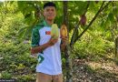Transformasi Budidaya Kakao di Timosr-LeTte