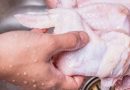 Alasan Mengapa Daging Ayam Mentah Jangan Pernah Dicuci